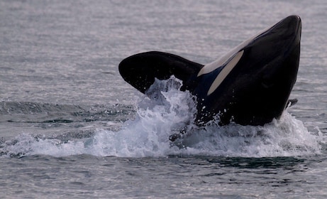 Victoria, BC: 3 timmars ultimat tur till valar och marint djurliv