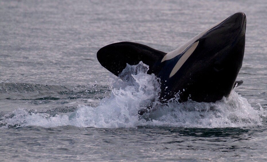 Picture 1 for Activity Victoria, BC: 3-Hour Ultimate Whale & Marine Wildlife Tour