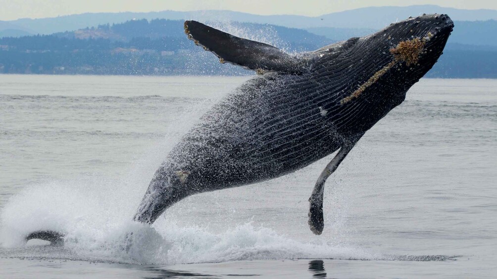 Picture 2 for Activity Victoria, BC: 3-Hour Ultimate Whale & Marine Wildlife Tour