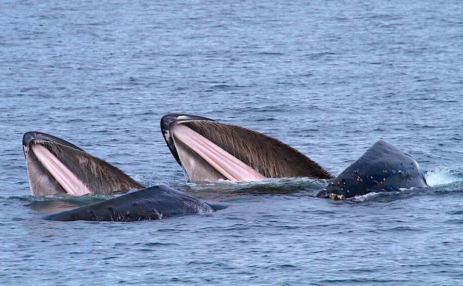 Picture 16 for Activity Victoria, BC: 3-Hour Ultimate Whale & Marine Wildlife Tour