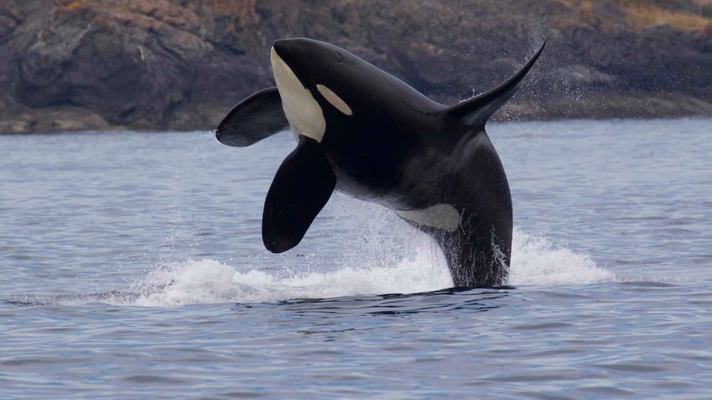 Picture 3 for Activity Victoria, BC: 3-Hour Ultimate Whale & Marine Wildlife Tour