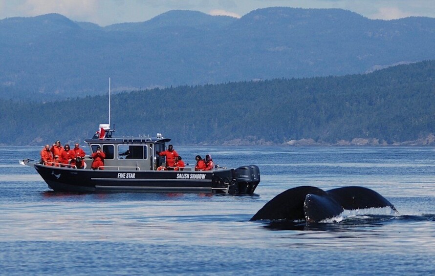 Picture 11 for Activity Victoria, BC: 3-Hour Ultimate Whale & Marine Wildlife Tour