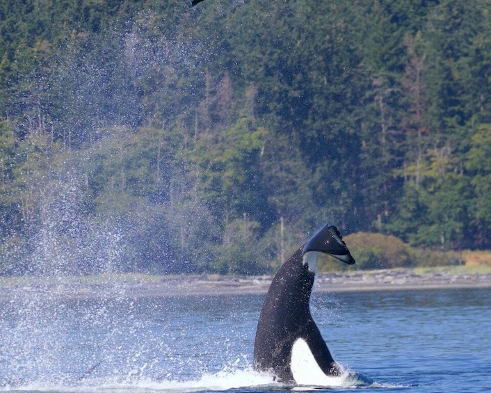 Picture 6 for Activity Victoria, BC: 3-Hour Ultimate Whale & Marine Wildlife Tour