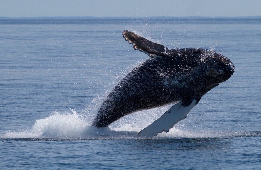 Picture 4 for Activity Victoria, BC: 3-Hour Ultimate Whale & Marine Wildlife Tour