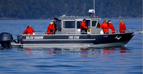 Victoria, BC: 3-Hour Ultimate Whale & Marine Wildlife Tour