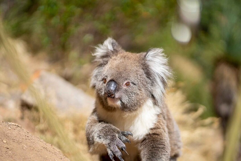 Picture 2 for Activity Adelaide: Rock Climbing and Abseiling Experience in Morialta