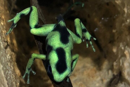 Sarapiqui Frog Experience: Night Experience in the Jungle.