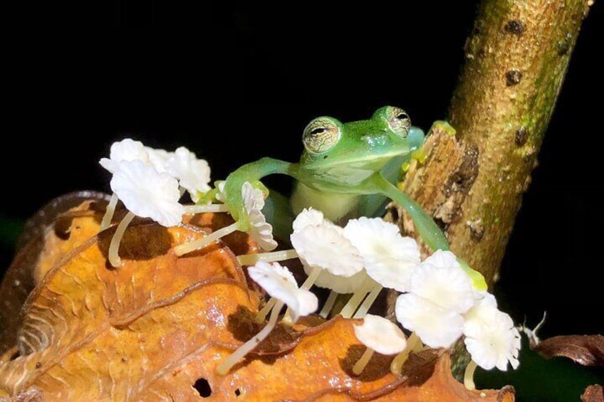 Sarapiqui Frog Tour