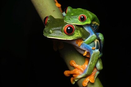 Sarapiqui Frog Experience: Night Experience in the Jungle.