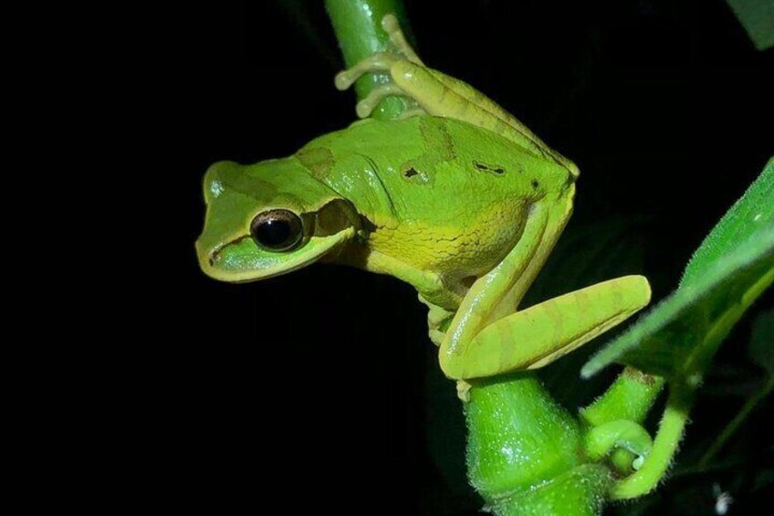 Frog Night Tour in Sarapiquí