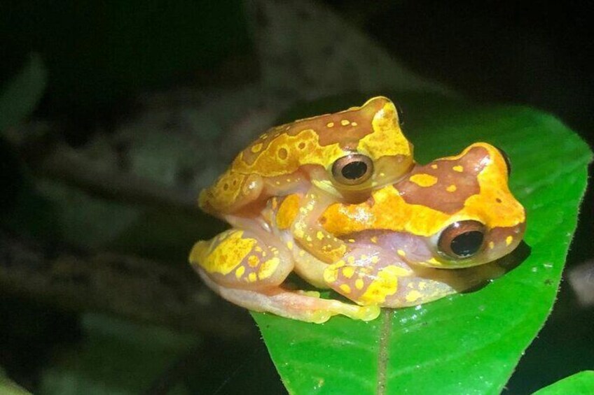 Frog Night Tour in Sarapiquí