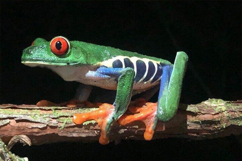 Sarapiqui Frog Tour