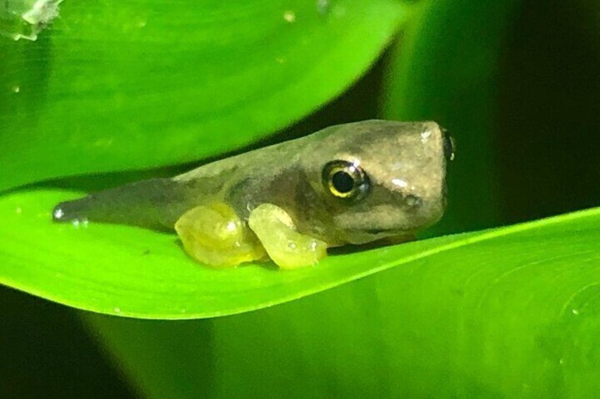 Frog Night Tour in Sarapiquí