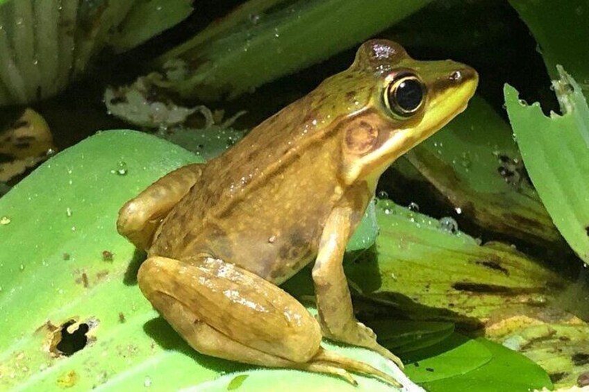 Frog Night Tour in Sarapiquí