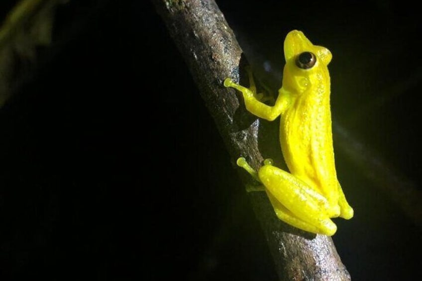 Frog Night Tour in Sarapiquí