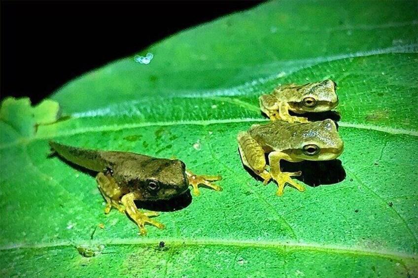 Sarapiqui Frog Tour