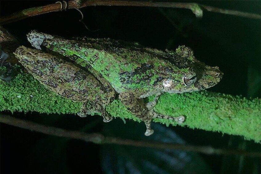 Sarapiqui Frog Tour