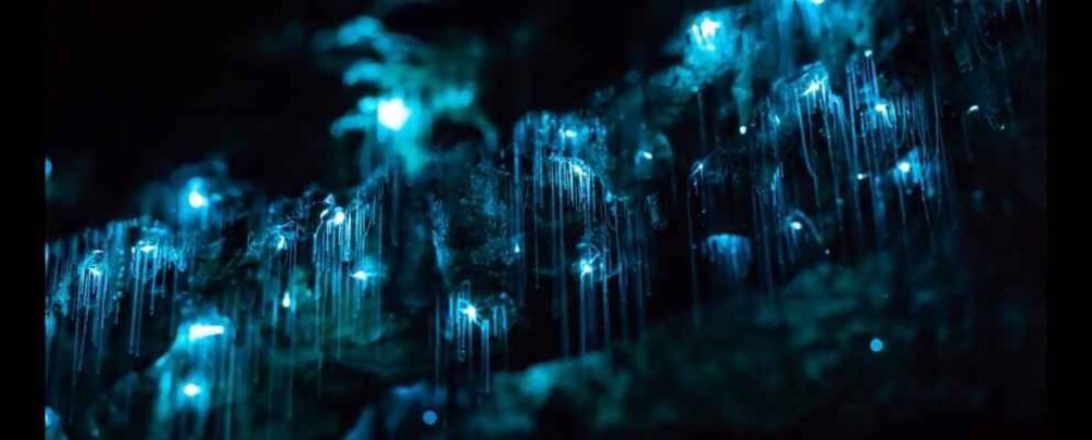 Picture 1 for Activity Sydney: Blue Mountains Glow Worm Adventure by Night