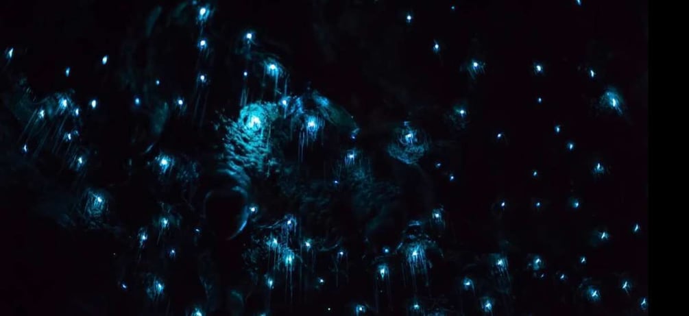Picture 4 for Activity Sydney: Blue Mountains Glow Worm Adventure by Night