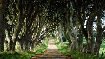Game of Thrones Tour from Belfast with Giant's Causeway