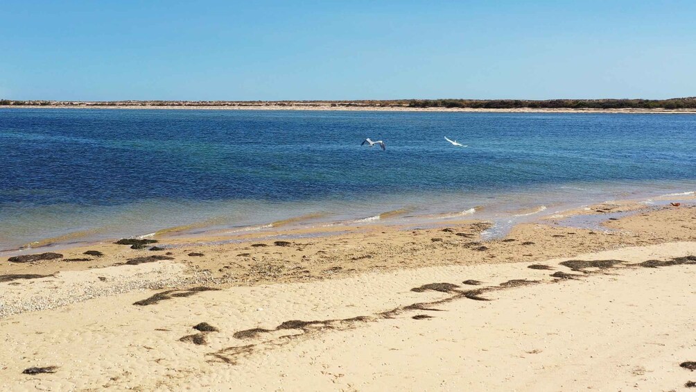 Picture 9 for Activity Ria Formosa: Armona and Culatra Islands Boat Tour