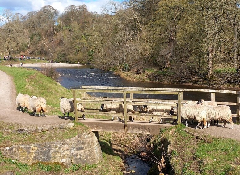 Picture 5 for Activity From York: Herriot and Yorkshire Dales Day Trip