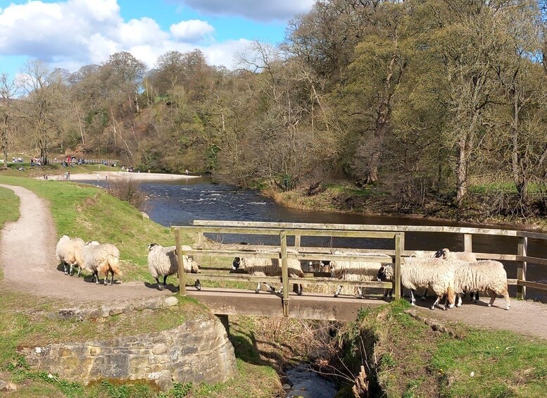 Picture 5 for Activity From York: Herriot and Yorkshire Dales Day Trip