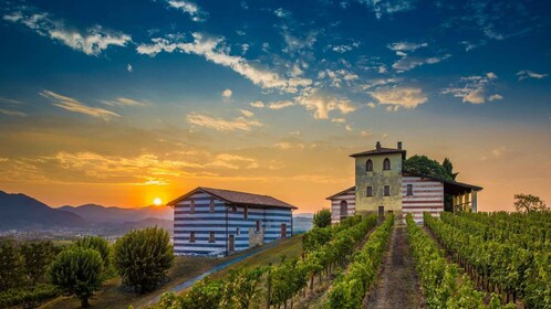 Milan : Excursion d'une journée au vignoble de Franciacorta et à Bergame av...
