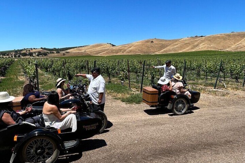 Crushed & Curated: Paso Robles Journey, Through The Vines