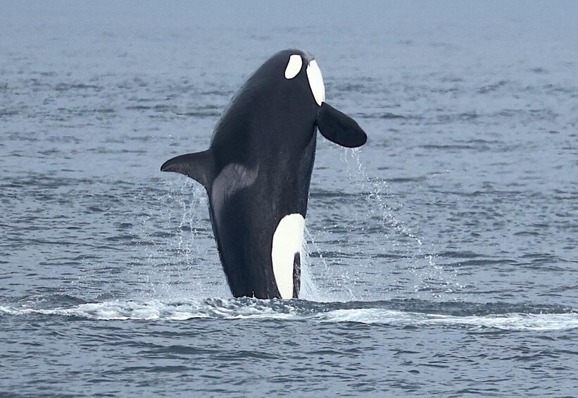 Picture 13 for Activity Victoria, BC: Sunset Whale Watching Tour