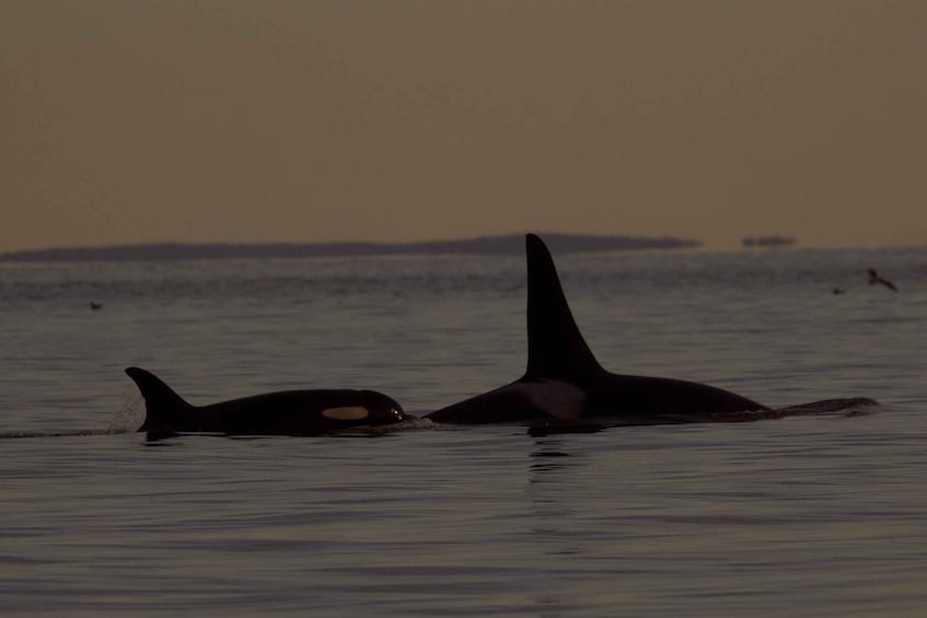 Picture 2 for Activity Victoria: Sunset Whale Watching Tour