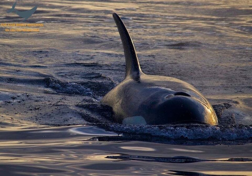 Victoria: Sunset Whale Watching Tour