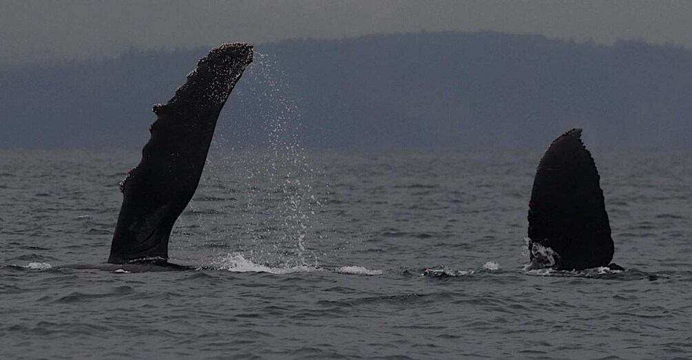 Picture 15 for Activity Victoria, BC: Sunset Whale Watching Tour