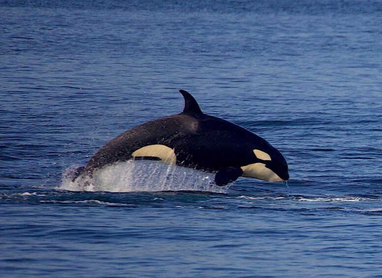 Picture 10 for Activity Victoria, BC: Sunset Whale Watching Tour