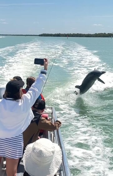 Picture 10 for Activity Marco Island: 2-Hour Dolphin, Birding, and Shelling Tour