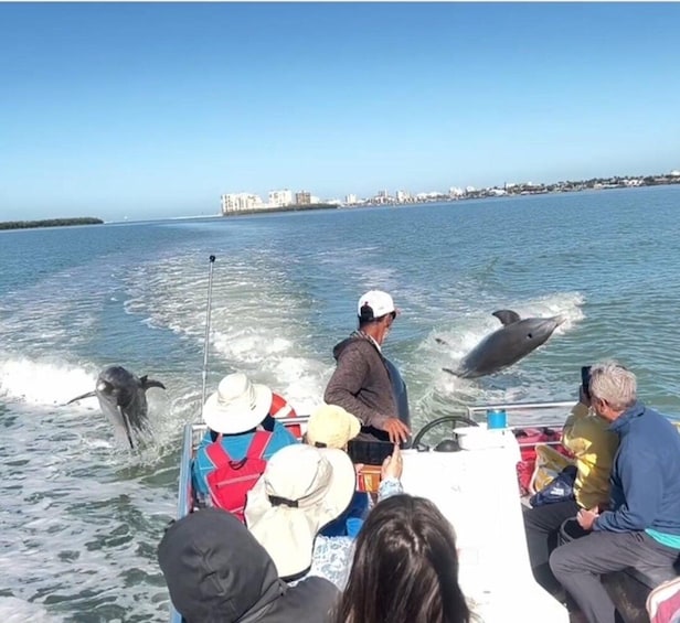 Picture 9 for Activity Marco Island: 2-Hour Dolphin, Birding, and Shelling Tour