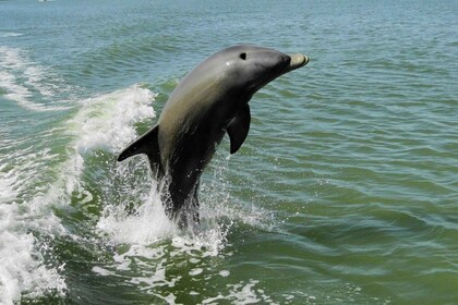 馬可島：2 小時海豚、觀鳥和貝殼之旅