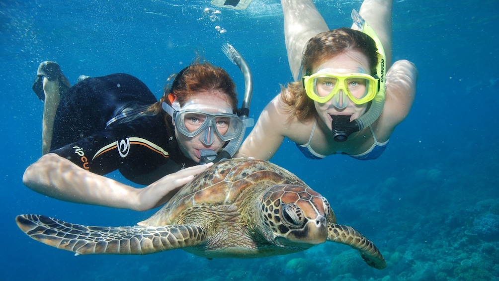 Show item 5 of 5. Snorkelers next to a Sea Turtle