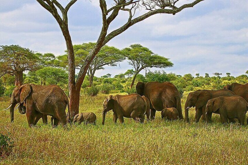Elephants Tarangire