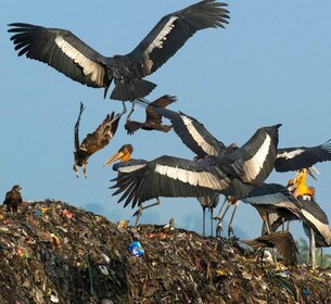 Siem Reap: Tour della Riserva della Biosfera di Prek Toal Tonle Sap