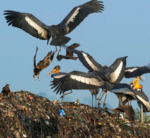 Siem Reap: Prek Toal Tonle Sap Biosphere Reserve Tour