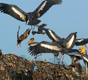 Siem Reap : Visite de la réserve de biosphère de Prek Toal Tonle Sap