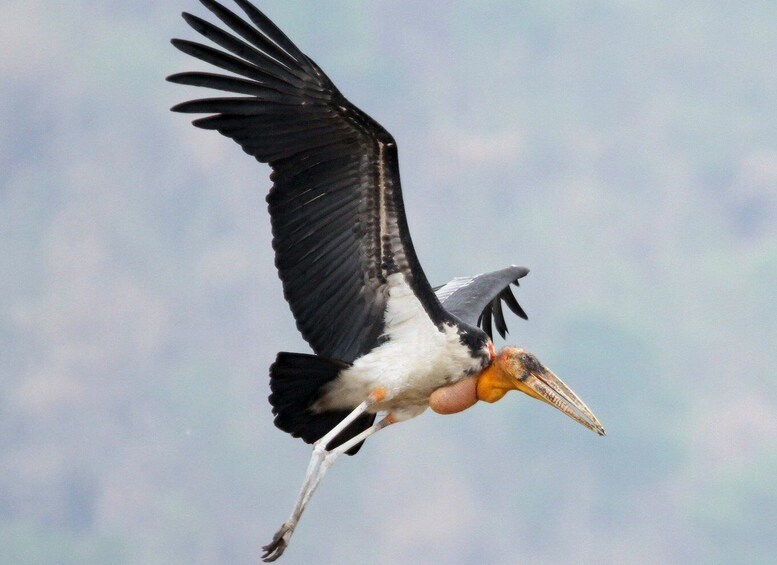 Picture 2 for Activity Siem Reap: Prek Toal Tonle Sap Biosphere Reserve Tour