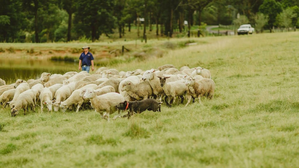 Show item 4 of 7. Dog herding sheep in Sydney