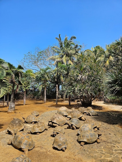 Picture 8 for Activity Mauritius: Vanilla Park and Wild Beaches Tour