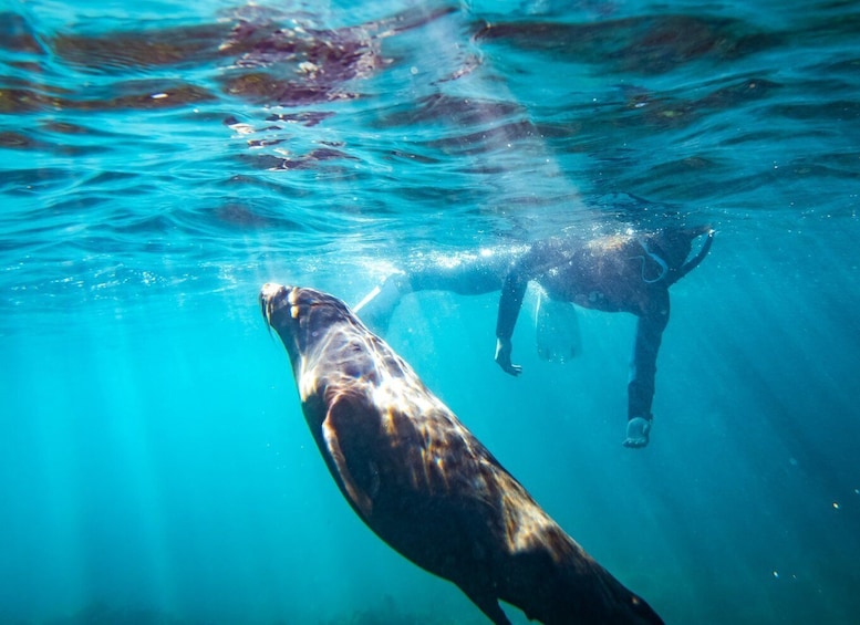 Picture 3 for Activity Kangaroo Island: 2-Hour Dolphin, Seal and Snorkeling Tour