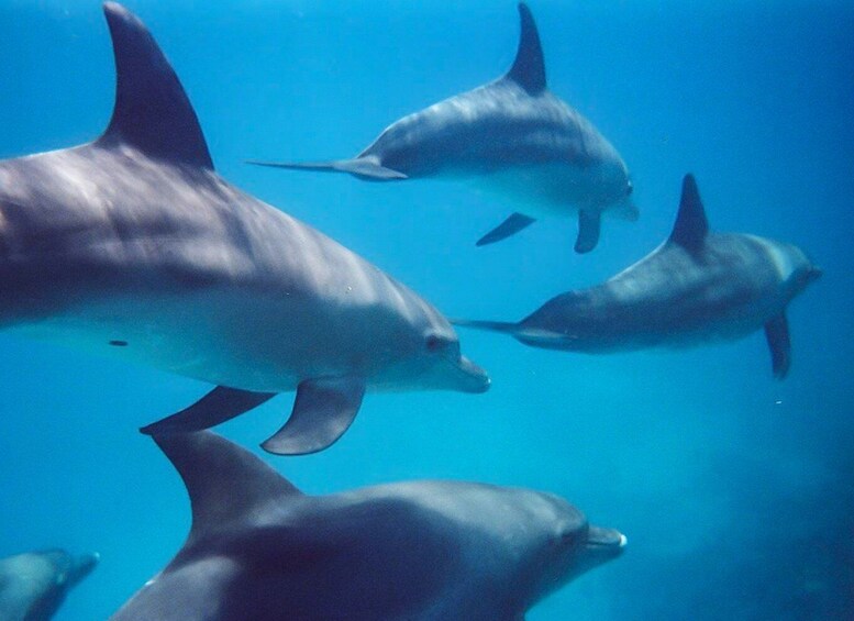 Picture 2 for Activity Kangaroo Island: Dolphin, Seal, and Swimming Boat Tour