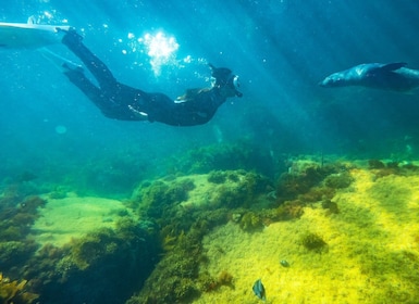 Kangaroo Island: Dolphin, Seal, and Swimming Boat Tour