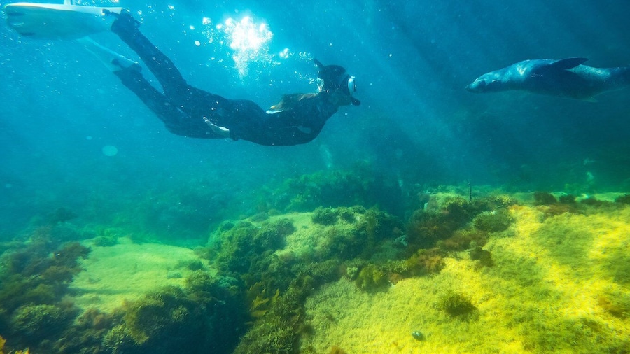 Kangaroo Island: Dolphin, Seal, and Swimming Boat Tour