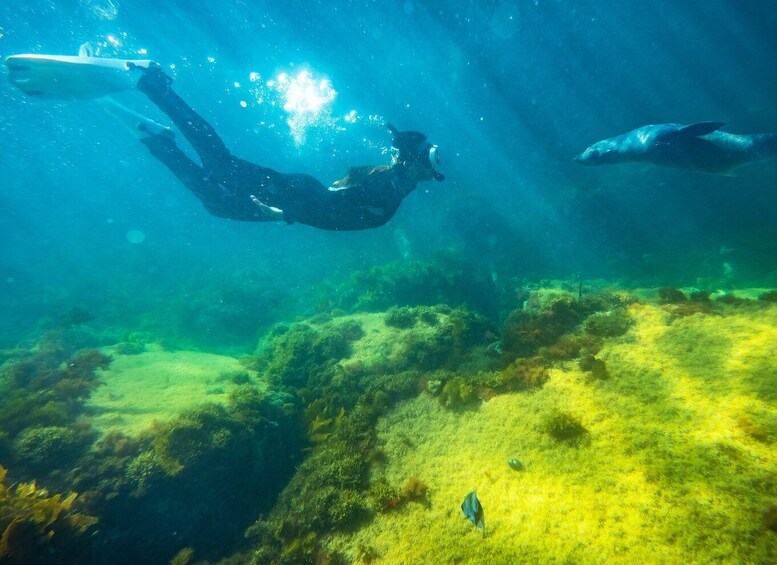 Kangaroo Island: Dolphin, Seal, and Swimming Boat Tour